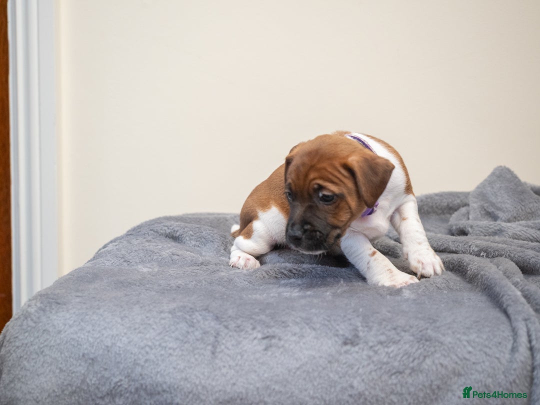 Plummer Terrier dogs for sale: Lovely Plummer Pupps - Advert 30