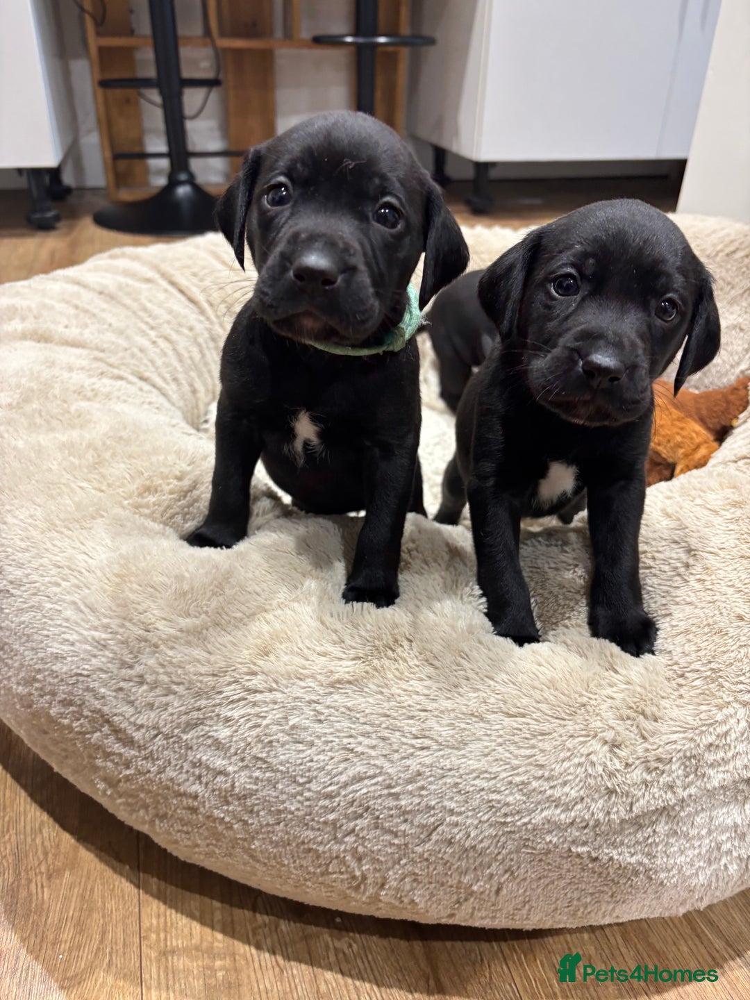 Mixed Breed dogs for sale: Dalmador puppies 3 girls left  - Advert 4