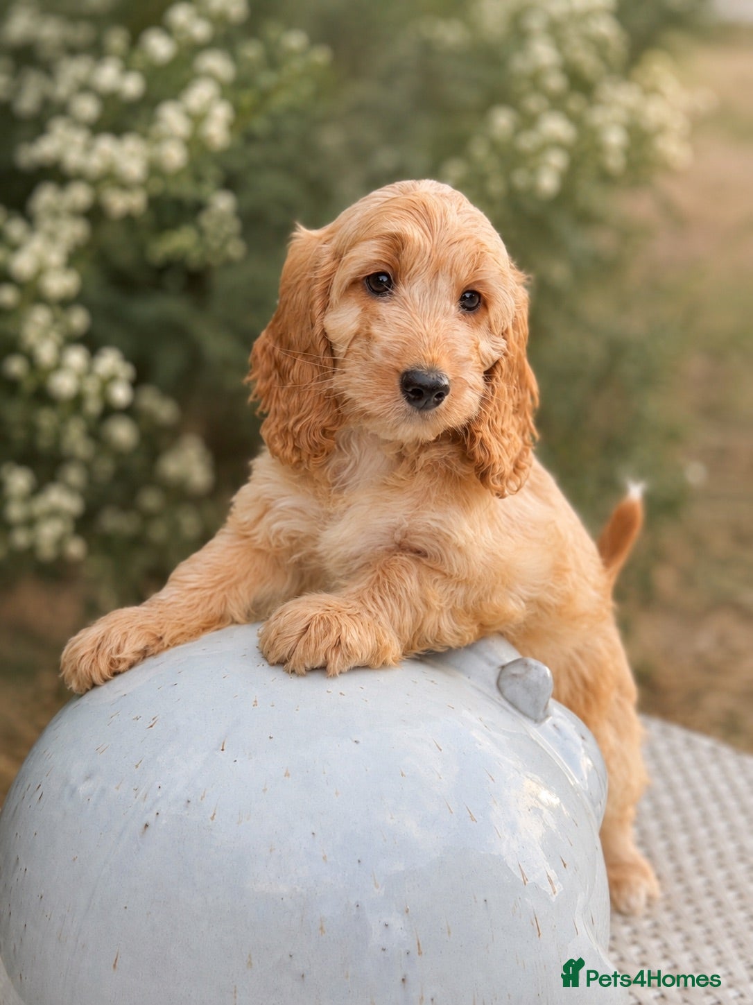 Cockapoo dogs Stunning unusual cockapoos  - Advert 1
