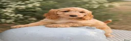 Cockapoo dogs for sale: Stunning unusual cockapoos  - Advert 4