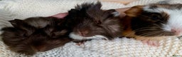 Guinea Pig rodents for sale:  VERY tame, healthy, GORGEOUS baby boy Guinea pigs - Advert 28