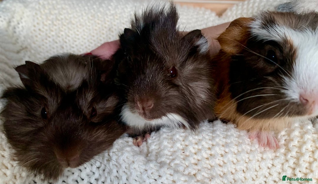 Guinea Pig rodents for sale:  VERY tame, healthy, GORGEOUS baby boy Guinea pigs - Advert 28