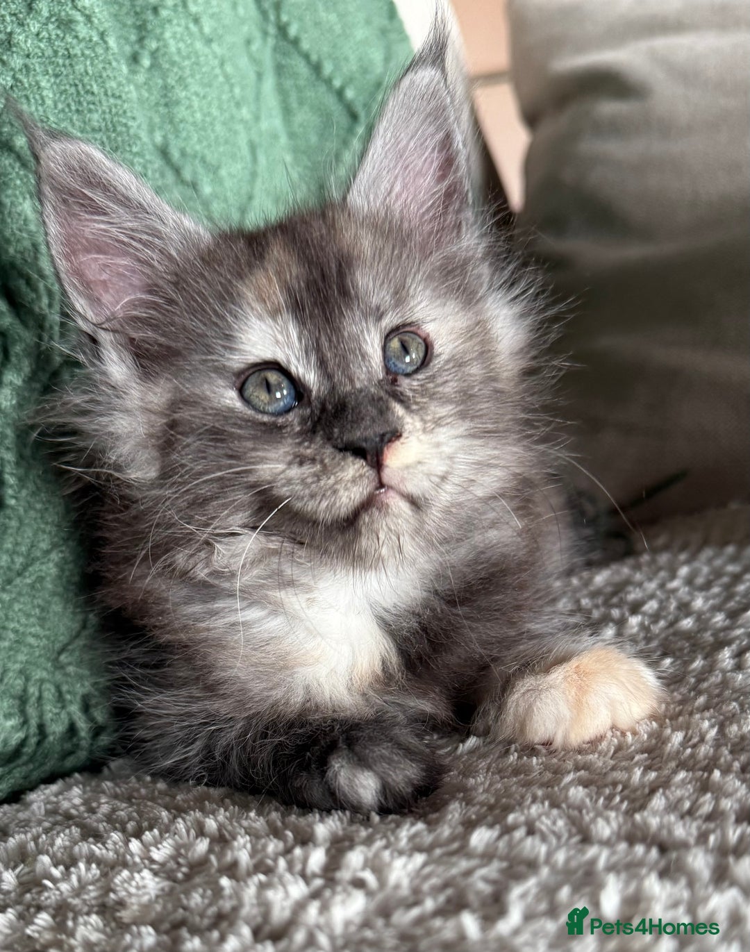 Maine Coon cats for sale: Tica registered Maine Coons from champion lines  - Image 17