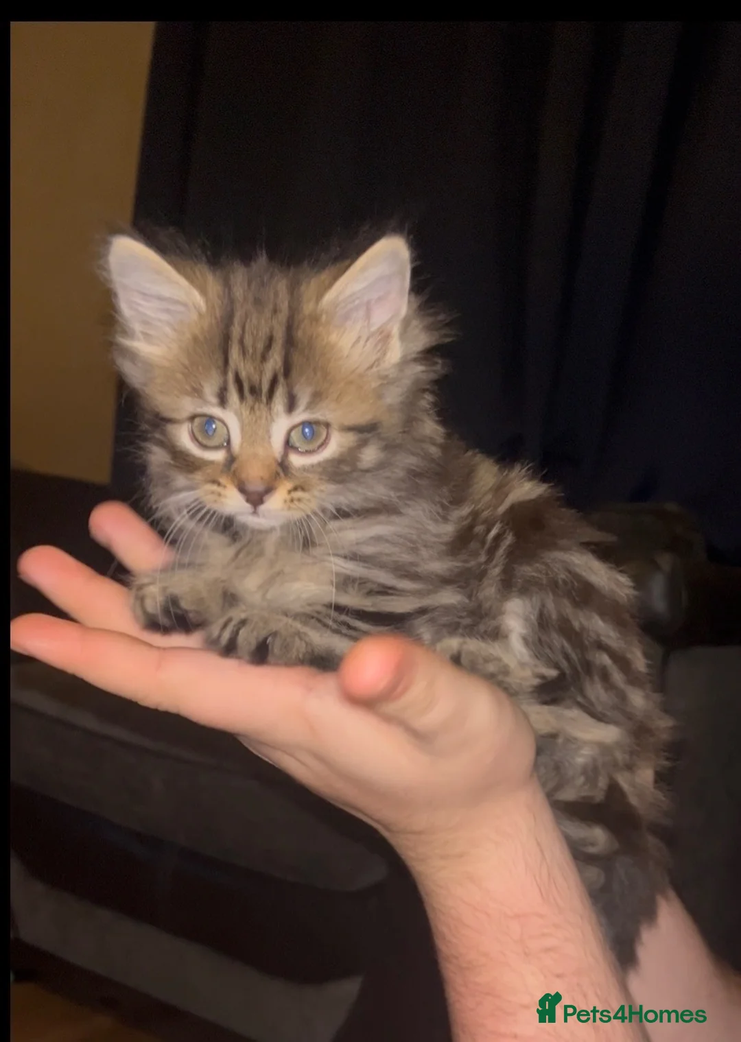 Mixed Breed cats for sale: 4 tabby kittens  in Gravesend - Advert 5