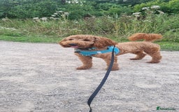 Cavapoo dogs for stud: Meet our handsome Colby - Image 2