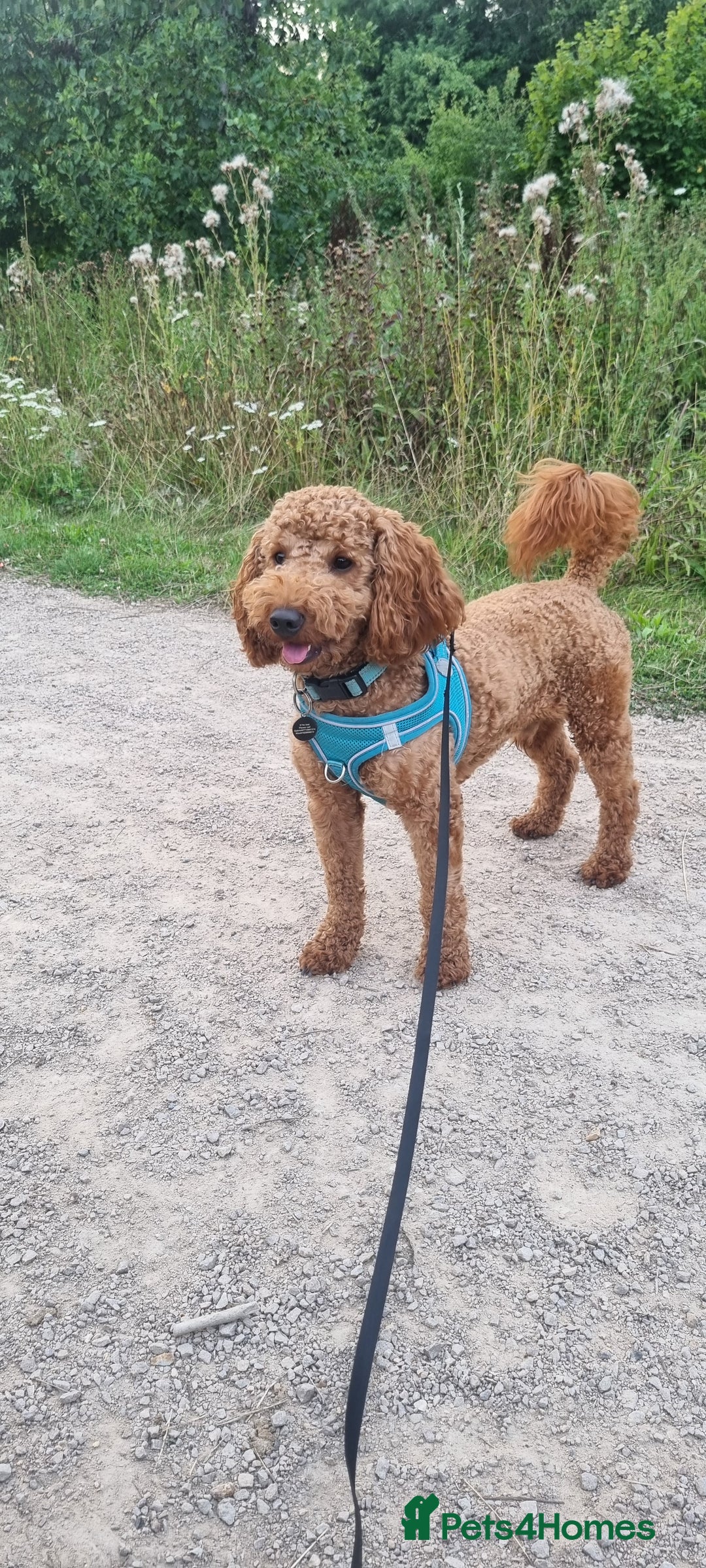Cavapoo dogs for stud: Meet our handsome Colby - Image 2