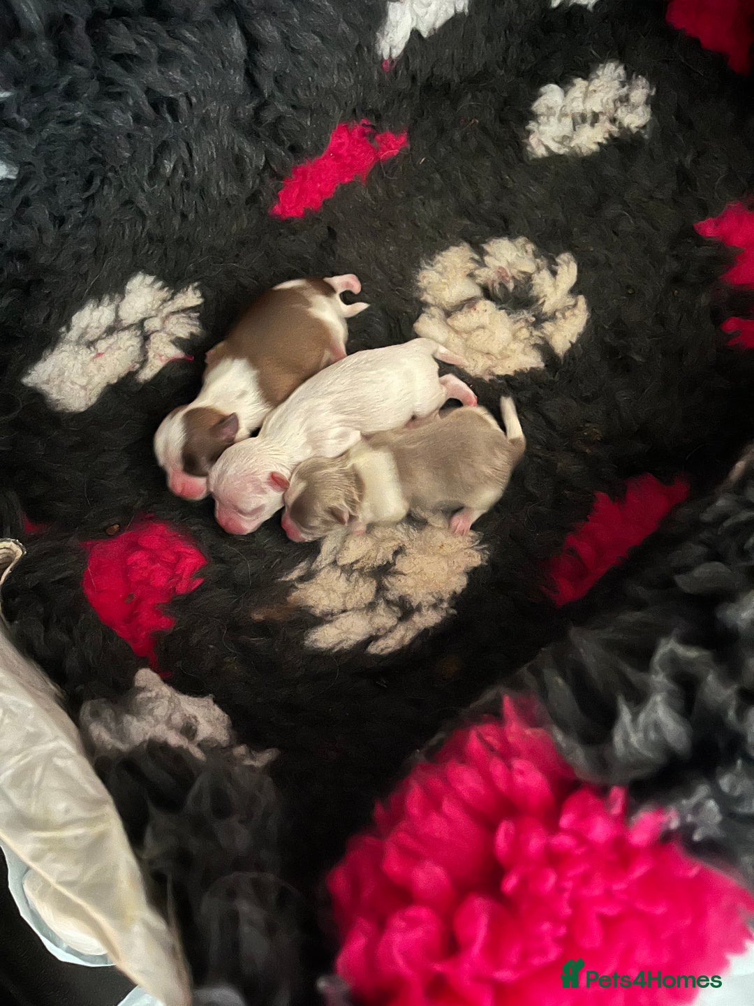 Shih Tzu dogs for sale: Beautiful shihtzu puppies  - Image 3