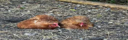 Chickens poultry for sale: Point of lay hens  - Advert 4