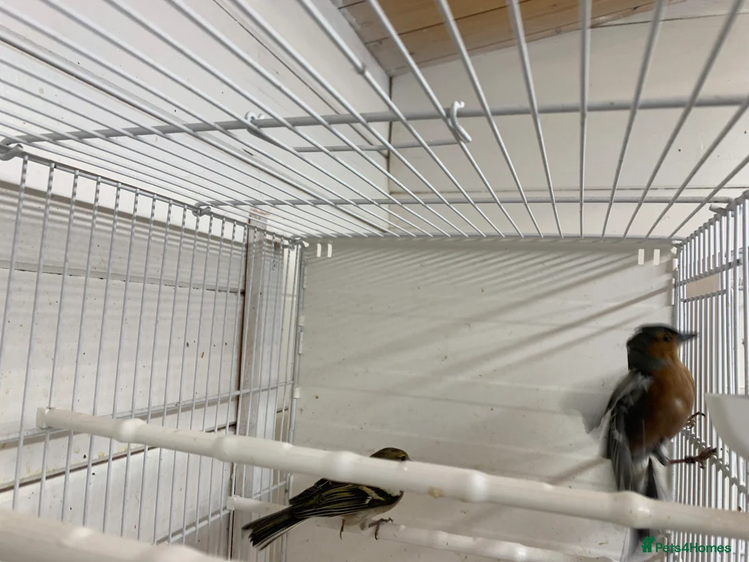 Finches birds for sale: Chafinch  - Advert 2