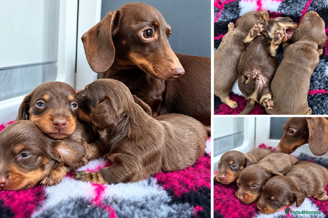 Miniature Dachshund dogs for sale: Exquisite mini L/H chocolate/cream 5* licensed  - Advert 2