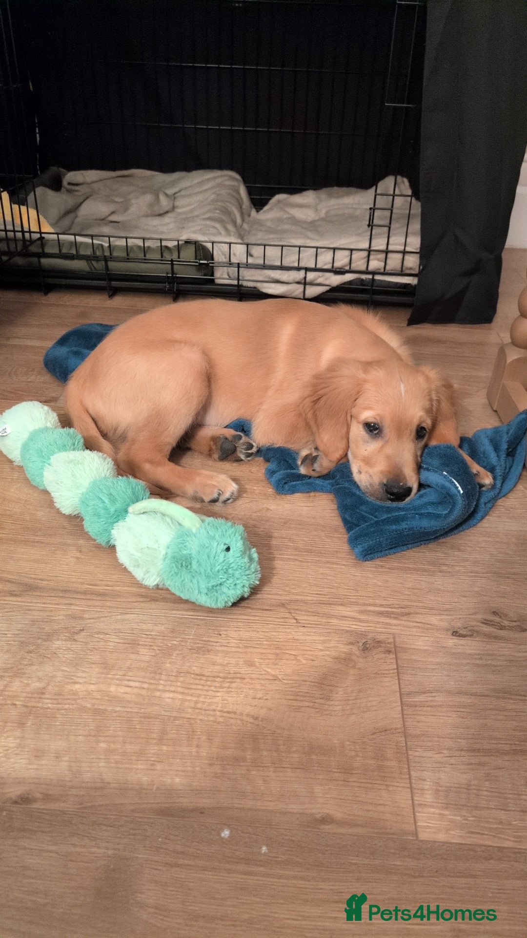 Golden Retriever dogs for sale: Golden Retriever Puppy - Advert 4