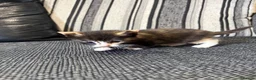 Mixed Breed cats for sale: 2 for £50 in Birmingham - Advert 6