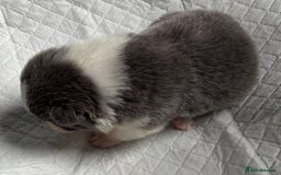 Border Collie dogs for sale:  Long Haired KC Reg Border Collie puppies for sale - Image 19