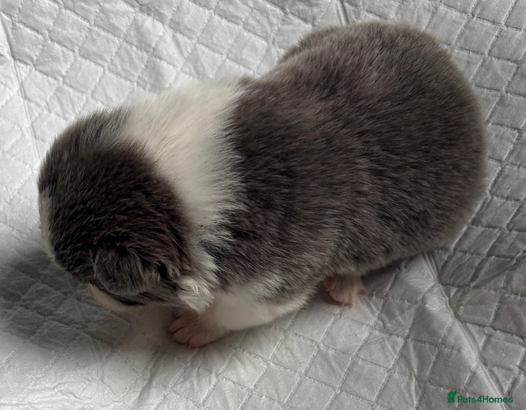 Border Collie dogs for sale:  Long Haired KC Reg Border Collie puppies for sale - Image 19