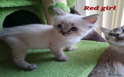 Ragdoll cats for sale: GCCF Gorgeous Pure Pedigree Ragdoll Kittens - Image 22