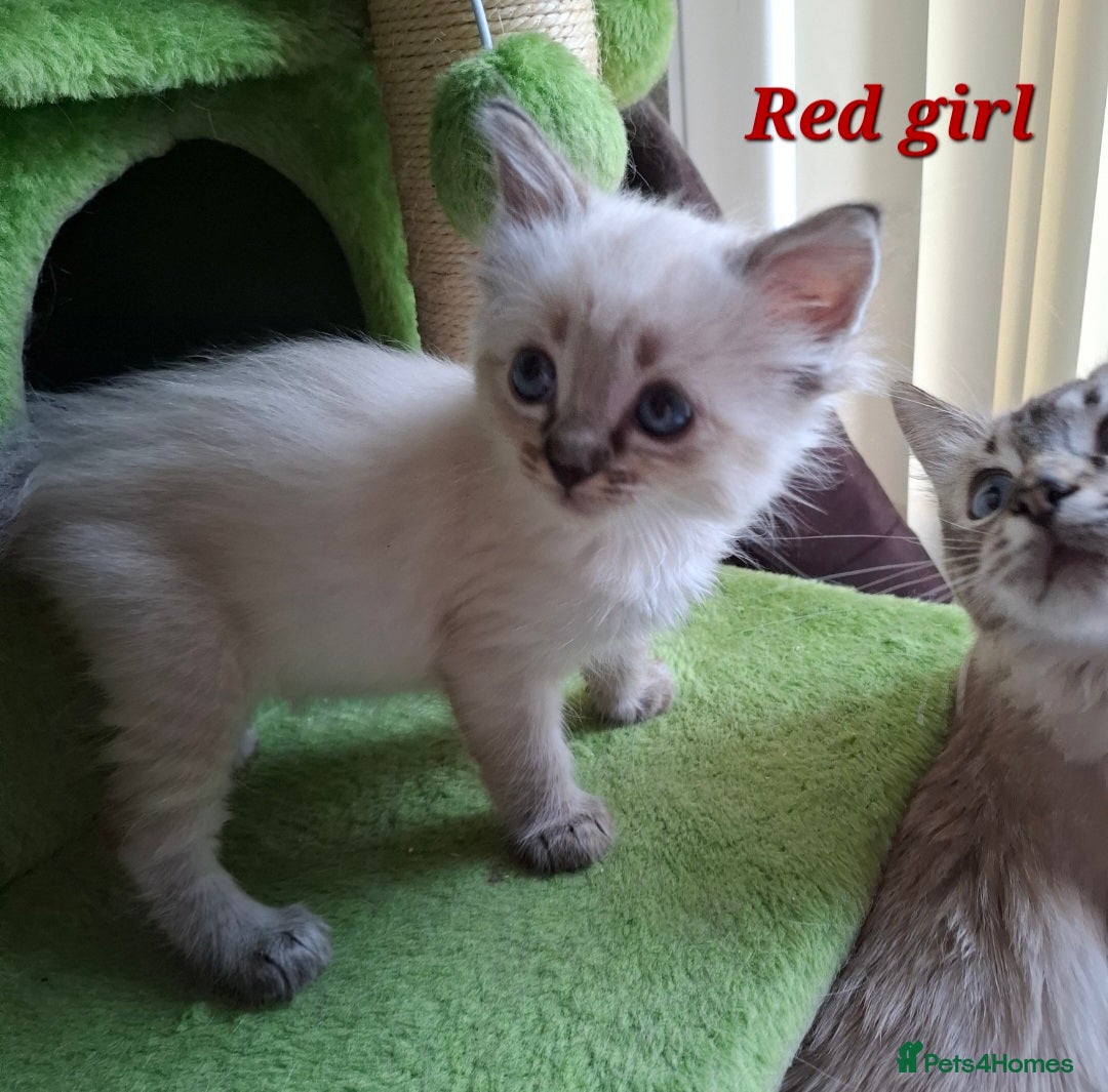 Ragdoll cats for sale: GCCF Gorgeous Pure Pedigree Ragdoll Kittens - Image 22