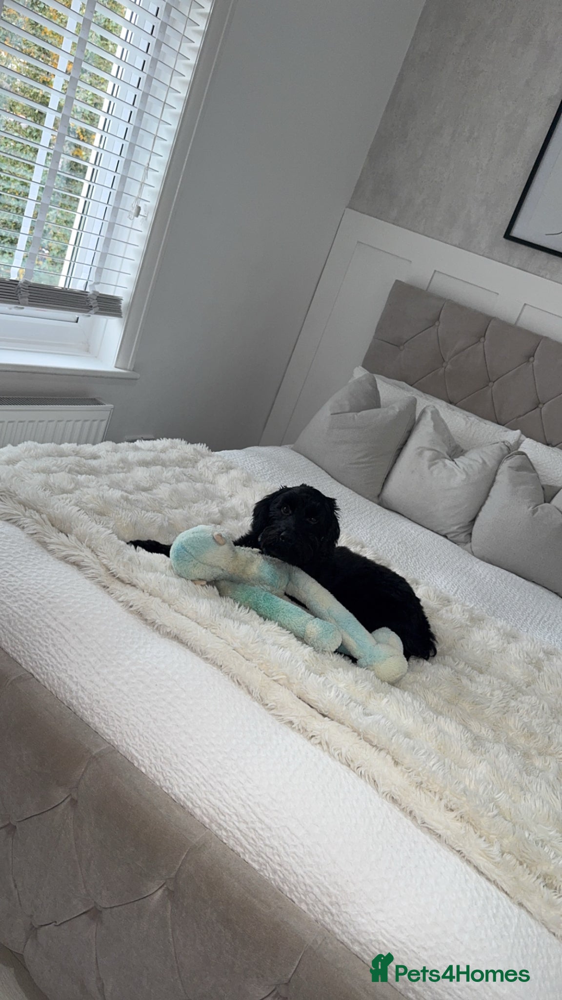 Cockapoo dogs for sale: Ronnie  in Stockport - Advert 9