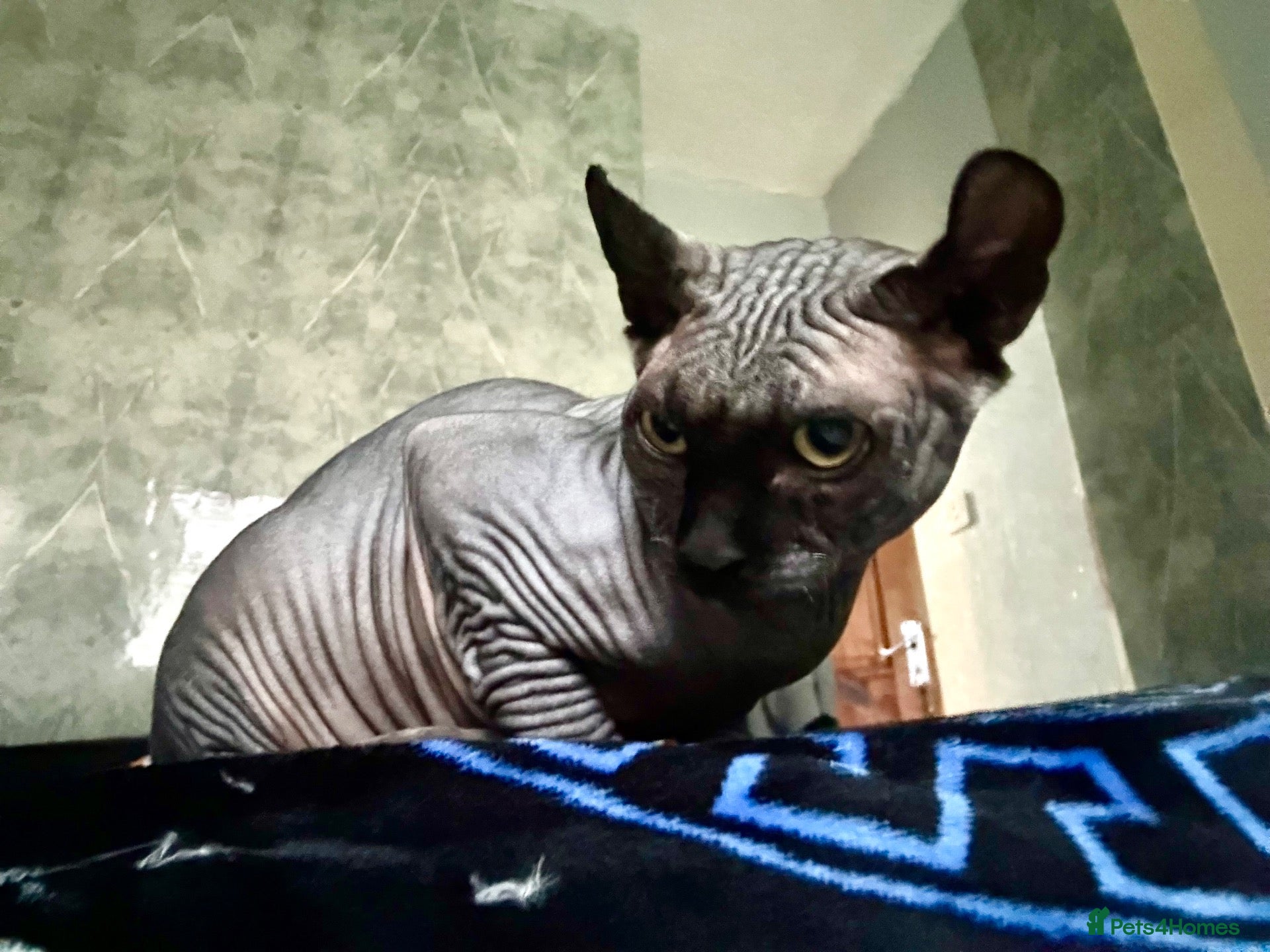Sphynx cats SPHYNX MALE FOR REHOMING - Advert 6