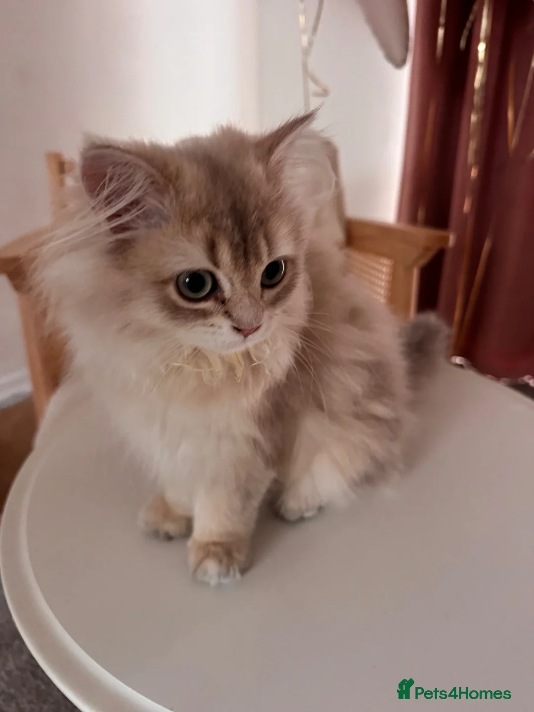 British Longhair cats for sale: Adorable British longhair   - Advert 2