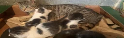 Mixed Breed cats for sale: Kittens for sale  - Advert 7