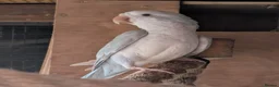 Parakeets birds for sale: Pair of blue quaker parrots  in Barnsley - Advert 1