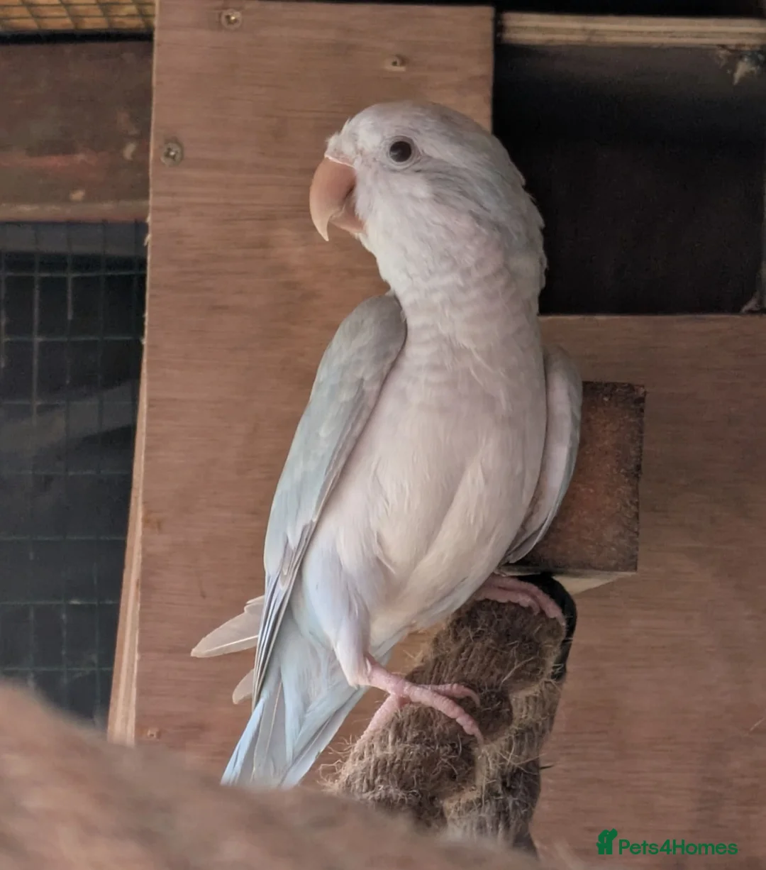 Parakeets birds for sale: Pair of blue quaker parrots  in Barnsley - Advert 1