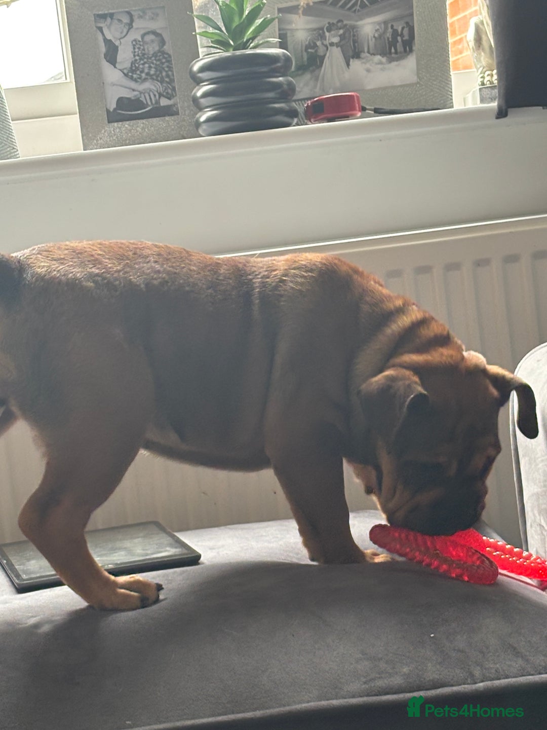 English Bulldog dogs for sale: English bulldog choc tan Merle puppy 🐶  - Image 4