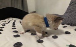 Ragdoll cats for sale: Ragdoll kittens  - Image 16