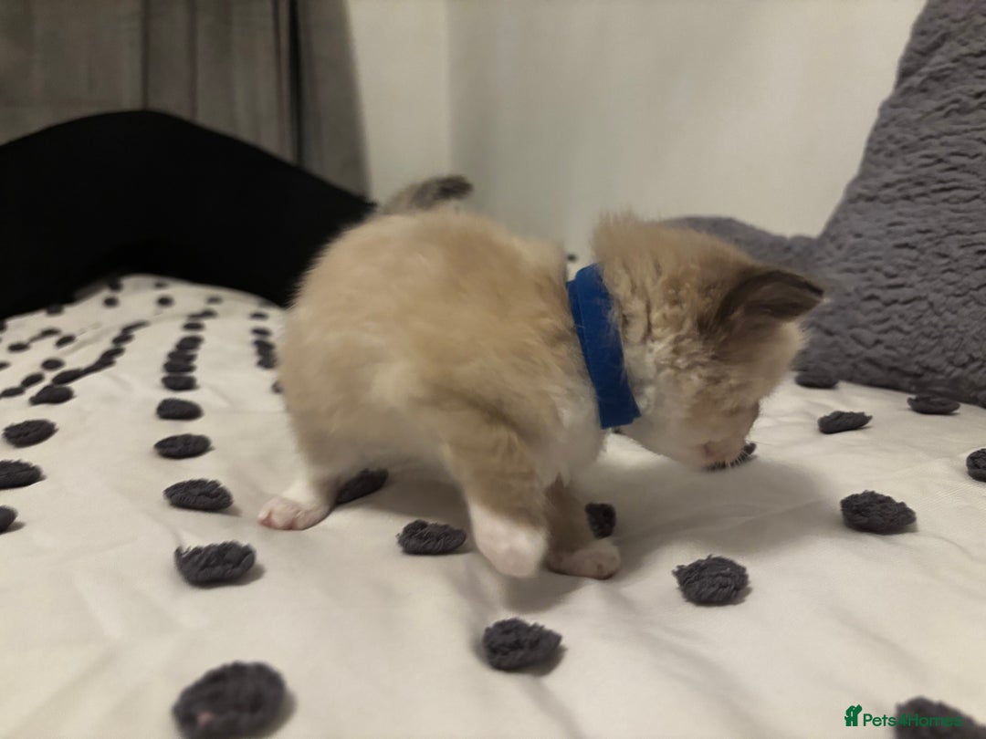 Ragdoll cats for sale: Ragdoll kittens  - Image 16