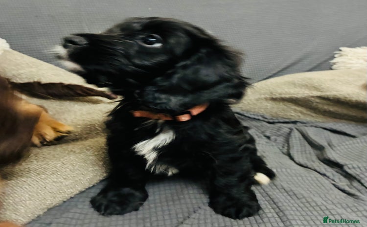 Mixed Breed dogs - Advert 4