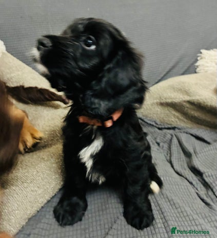 Mixed Breed dogs - Advert 4