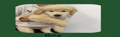 Green collar Boy 