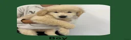 Golden Retriever dogs for sale: Golden Retriever Puppies  - Advert 9