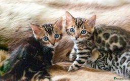 Bengal cats for sale: Stunning Bengal kittens  - Image 5