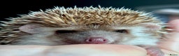 Pygmy Hedgehog rodents for sale: Ethically Bred African Pygmy Hedgehog 1 girl left  - Advert 4