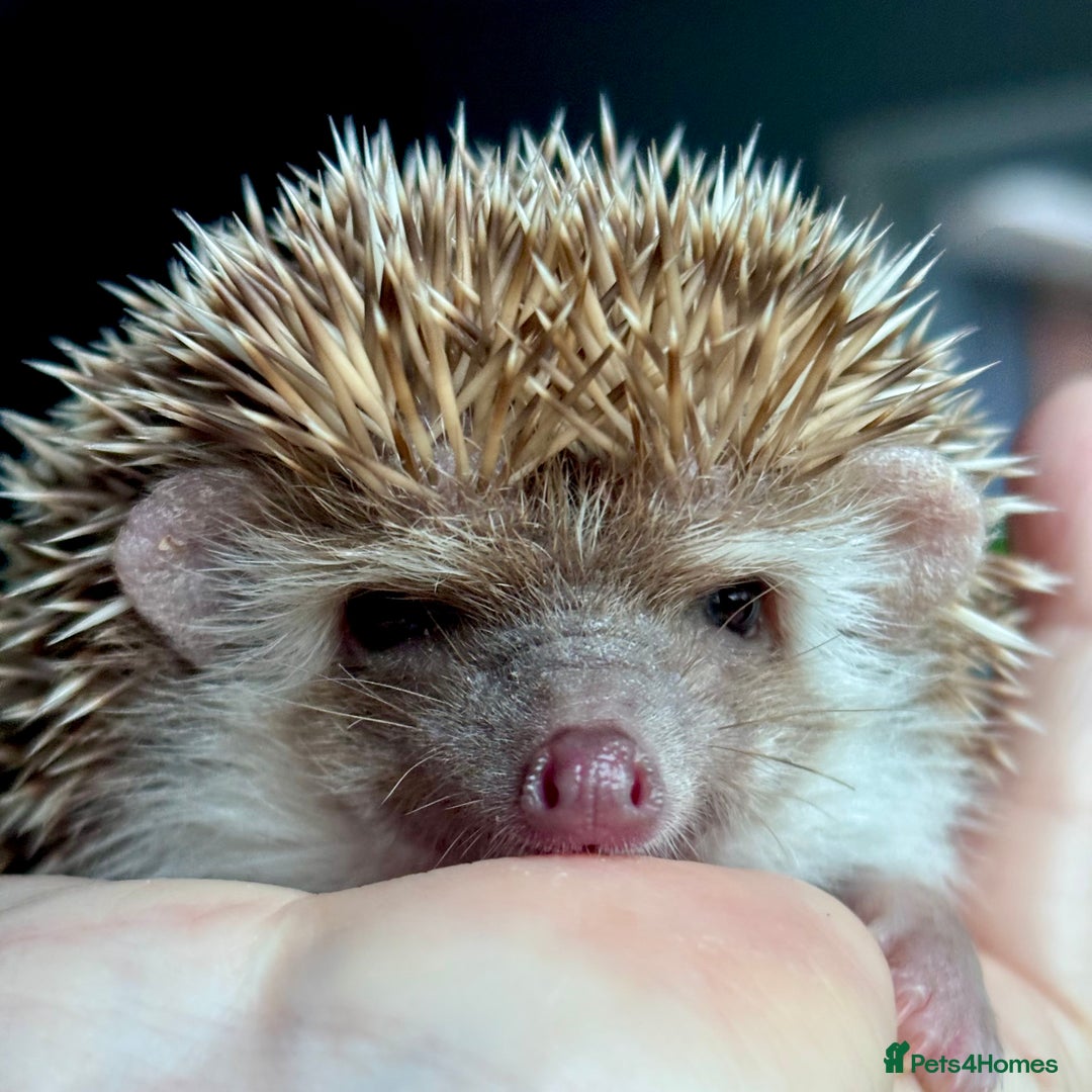 Pygmy Hedgehog rodents for sale: Ethically Bred African Pygmy Hedgehog 1 girl left  - Advert 4