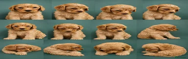 Cockapoo 3