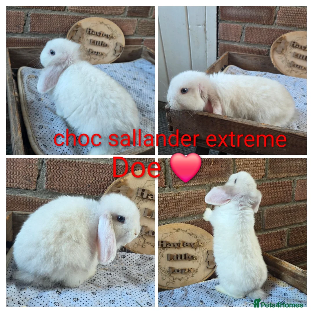 Mini Lop rabbits for sale: READY NOW Gorgeous pure breed mini lops  - Advert 2