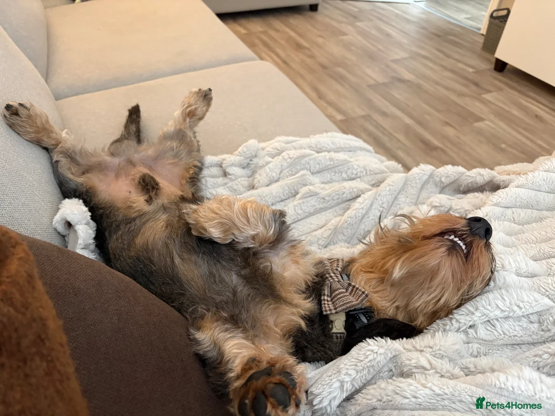 Dachshund dogs for sale: Standard wired hair daschund male - Advert 2