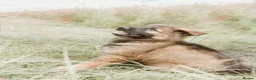 German Shepherd dogs for sale: Kc reg working line German shepherd pups in Barnsley - Advert 4