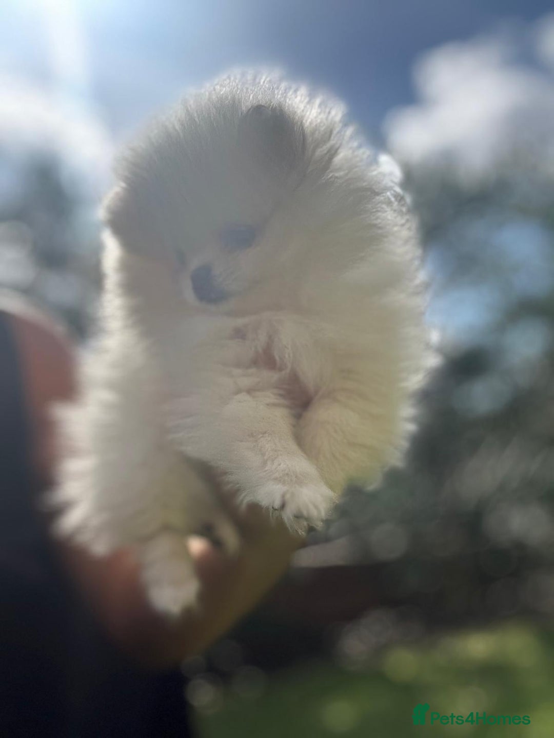 Pomeranian dogs for sale: Quality girl ready now PRINCESS 💕 - Image 18