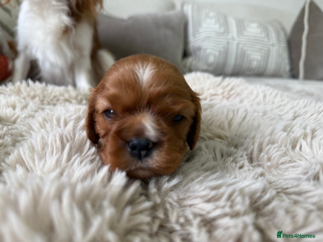 Cavalier King Charles Spaniel dogs for sale: Cavalier King Charles  - Image 7
