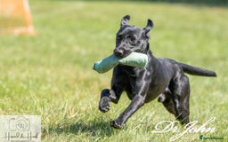 Labrador Retriever dogs for stud: Traditional Working Type Black Labrador Stud - Image 3