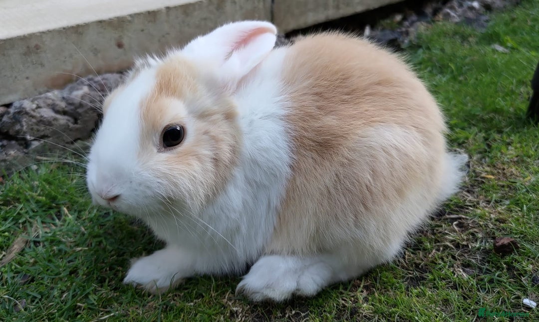 Mini Lop rabbits for sale: Gorgeous Mini Lop X French Bunnies Ready to Go! - Image 28
