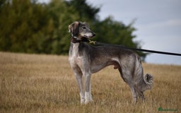 Saluki dogs for sale: ✨Breeding Announcement ✨ - Image 6