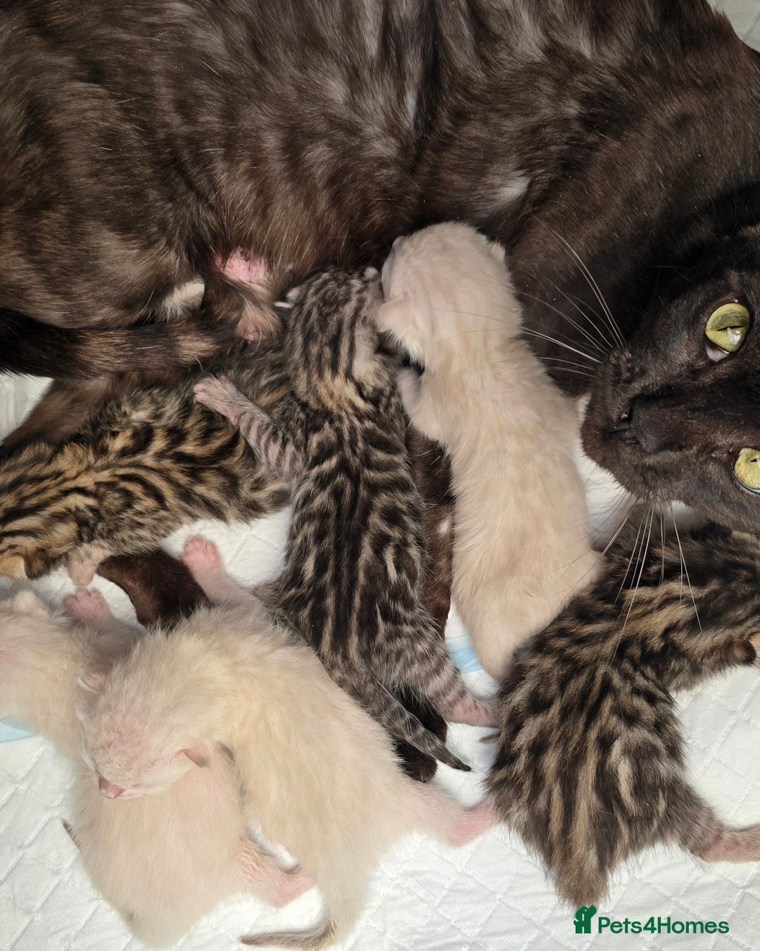Bengal cats for sale: Tica Registered Snow Bengal Girl - Image 4