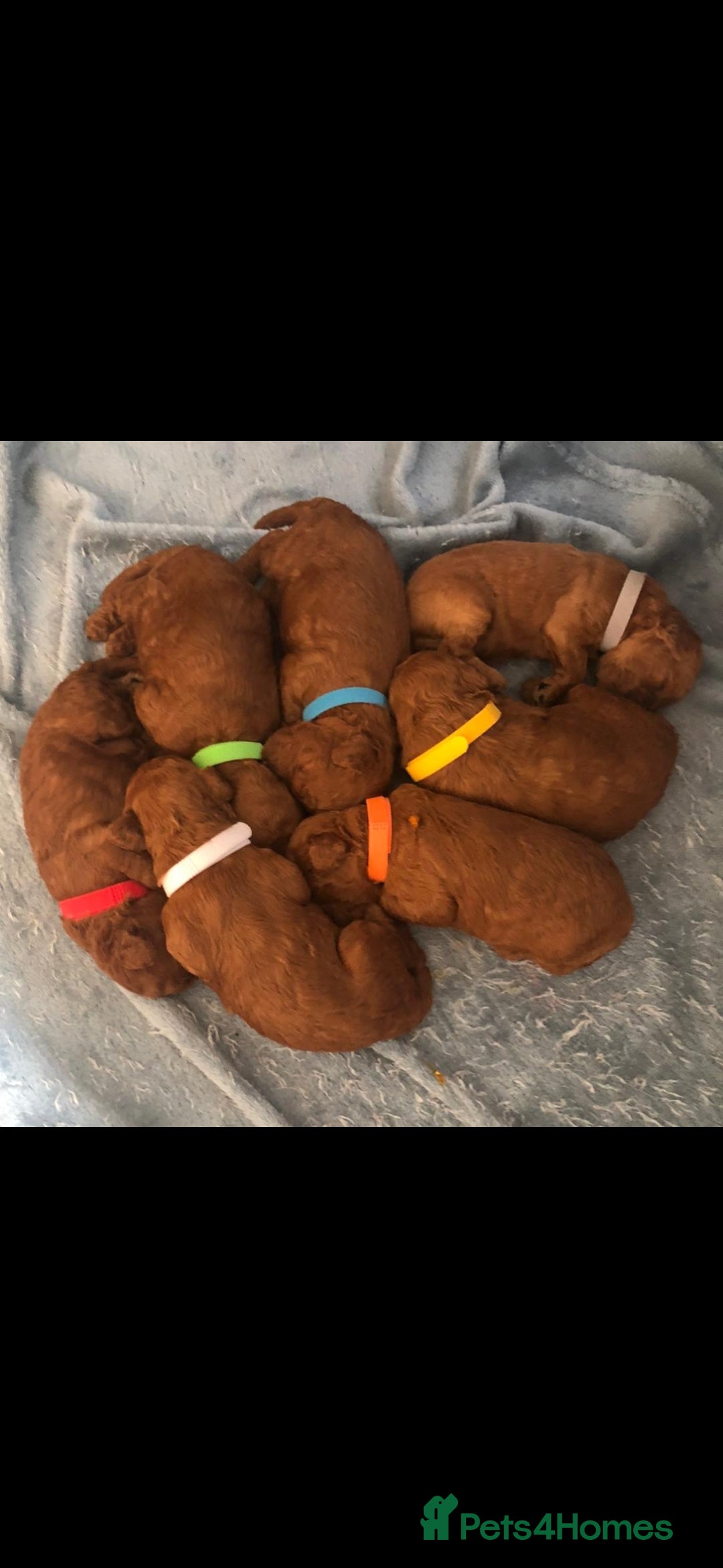 Toy Poodle dogs for sale: Red poddle puppies  - Image 2