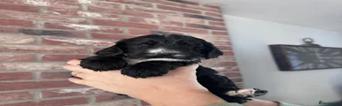 Cockapoo 5