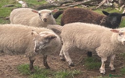 Sheep livestock for sale: CROSSBRED LAMBS  - Image 3