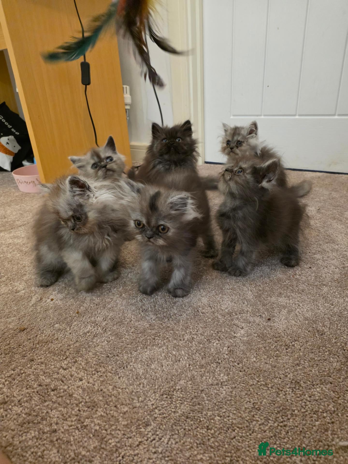Persian cats 6 x silver shaded and black persian kittens - Advert 4